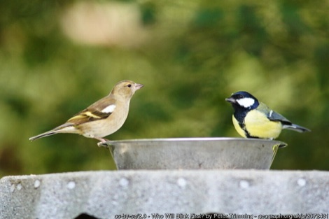 Two birds on a birdbath